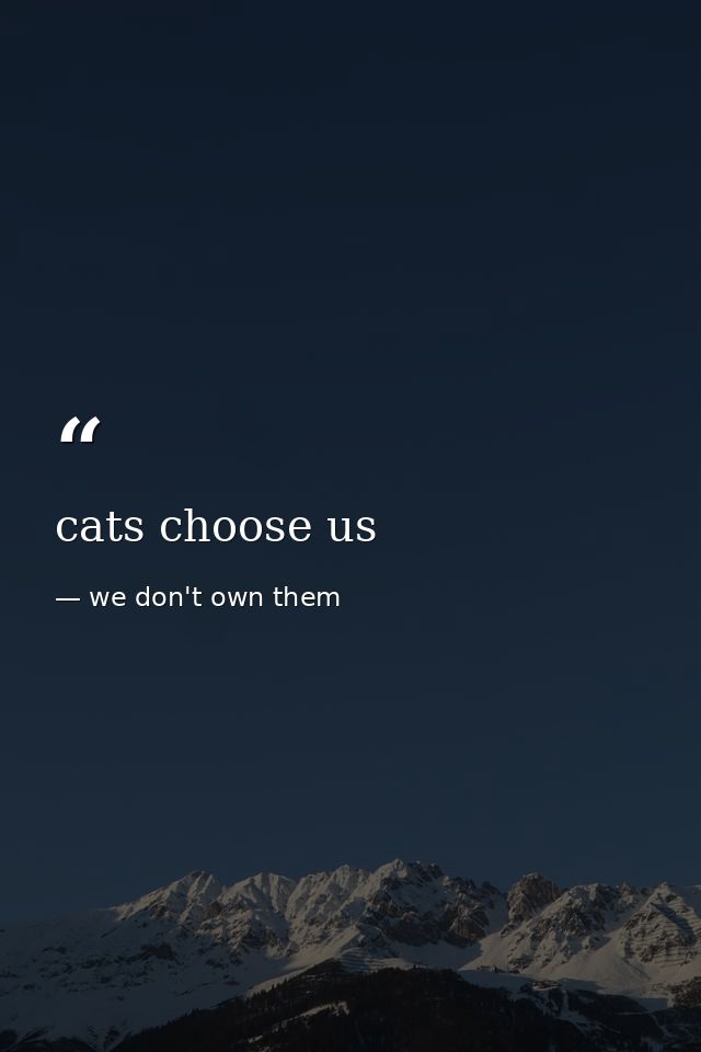 cats choose us — we don't own them