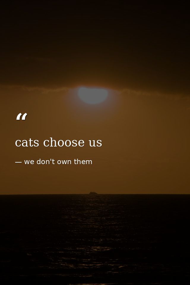 cats choose us — we don't own them