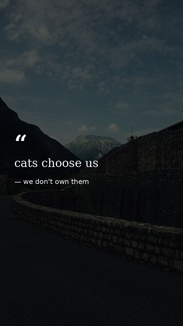 cats choose us — we don't own them
