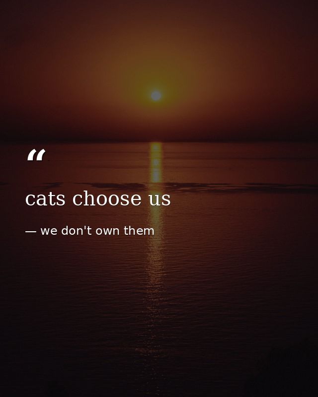 cats choose us — we don't own them