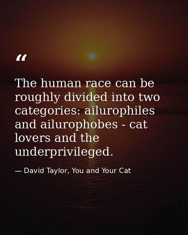 The human race can be roughly divided into two categories: ailurophiles and ailurophobes - cat lovers and the underprivi — David Taylor, You and Your Cat