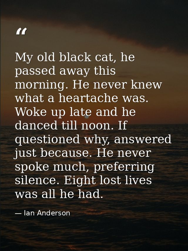 My old black cat, he passed away this morning. He never knew what a heartache was. Woke up late and he danced till noon. — Ian Anderson