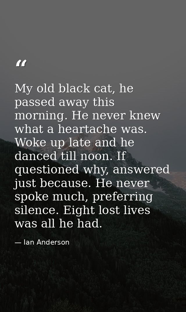 My old black cat, he passed away this morning. He never knew what a heartache was. Woke up late and he danced till noon. — Ian Anderson
