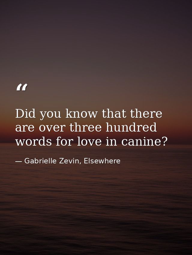 Did you know that there are over three hundred words for love in canine? — Gabrielle Zevin, Elsewhere
