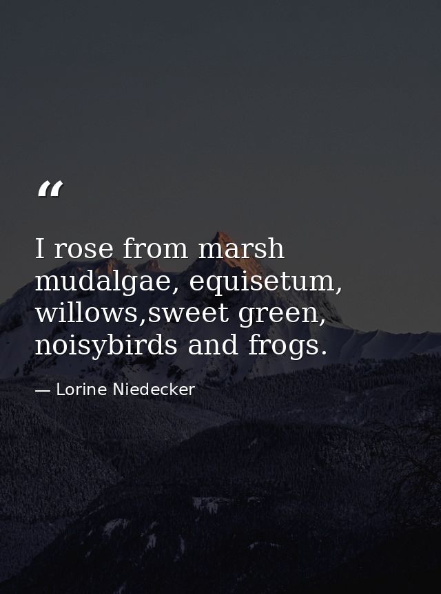 I rose from marsh mudalgae, equisetum, willows,sweet green, noisybirds and frogs. — Lorine Niedecker