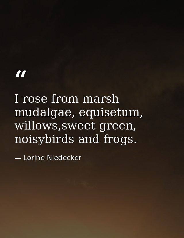 I rose from marsh mudalgae, equisetum, willows,sweet green, noisybirds and frogs. — Lorine Niedecker