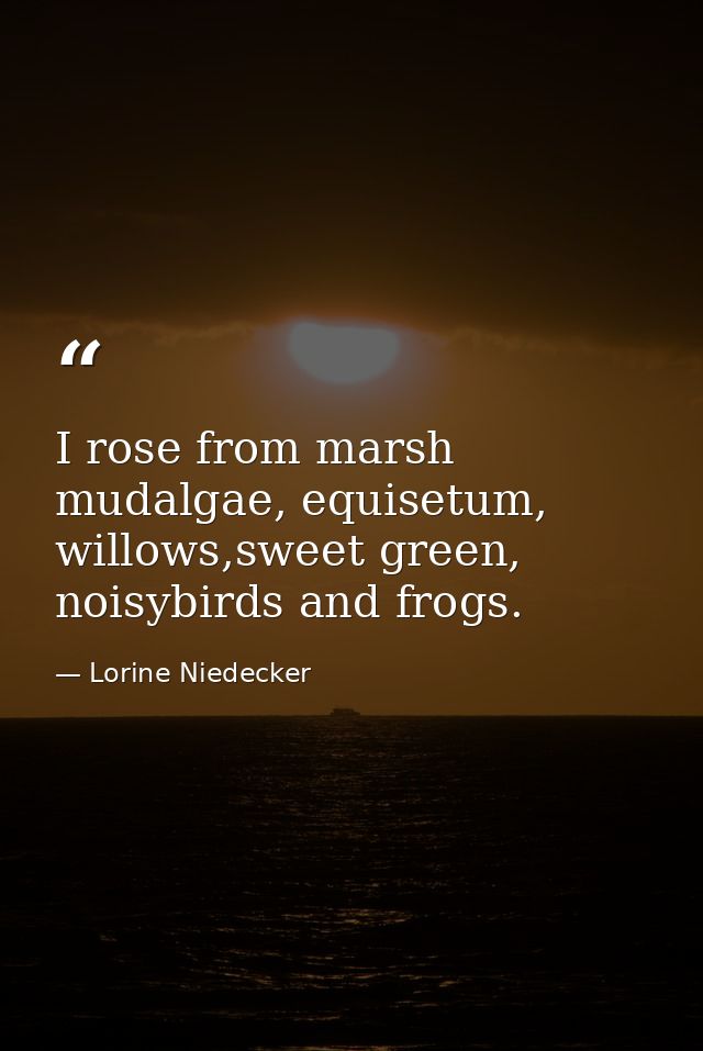I rose from marsh mudalgae, equisetum, willows,sweet green, noisybirds and frogs. — Lorine Niedecker