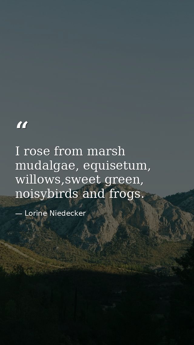I rose from marsh mudalgae, equisetum, willows,sweet green, noisybirds and frogs. — Lorine Niedecker
