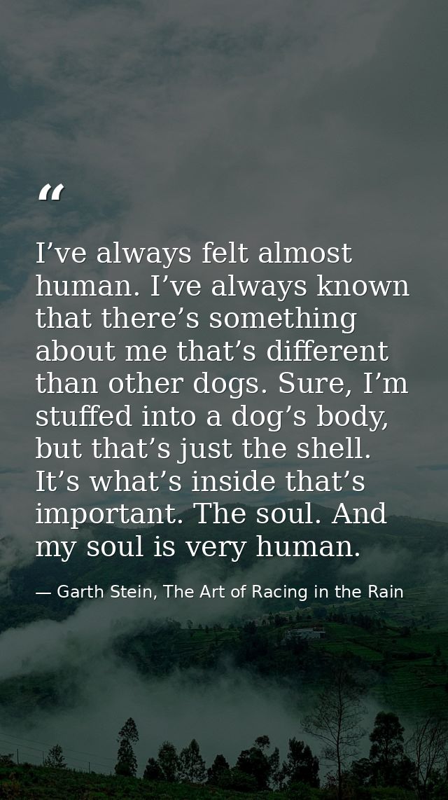 I’ve always felt almost human. I’ve always known that there’s something about me that’s different than other dogs. Sure, — Garth Stein, The Art of Racing in the Rain