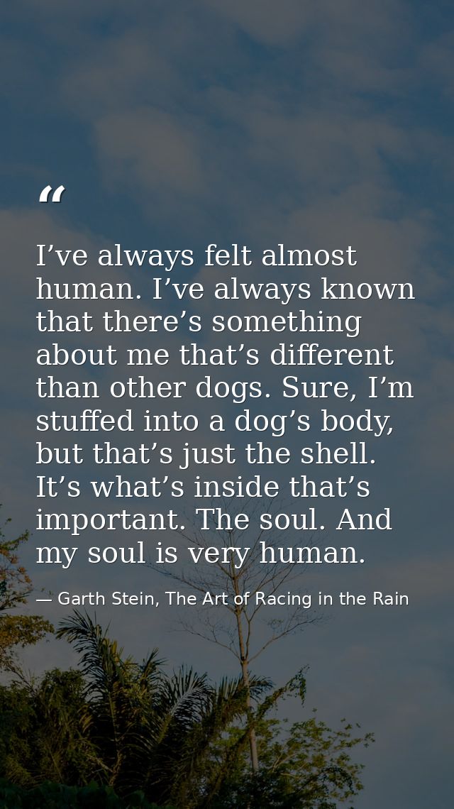 I’ve always felt almost human. I’ve always known that there’s something about me that’s different than other dogs. Sure, — Garth Stein, The Art of Racing in the Rain