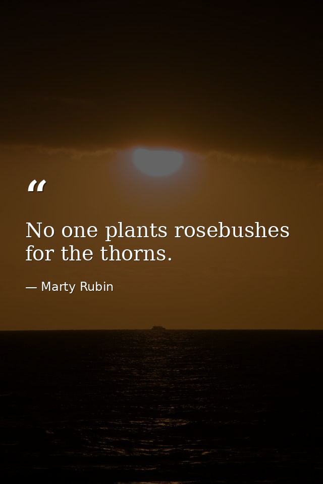 No one plants rosebushes for the thorns. — Marty Rubin