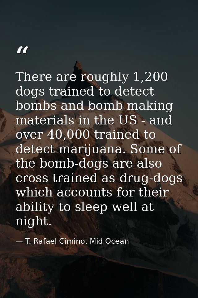 There are roughly 1,200 dogs trained to detect bombs and bomb making materials in the US - and over 40,000 trained to de — T. Rafael Cimino, Mid Ocean