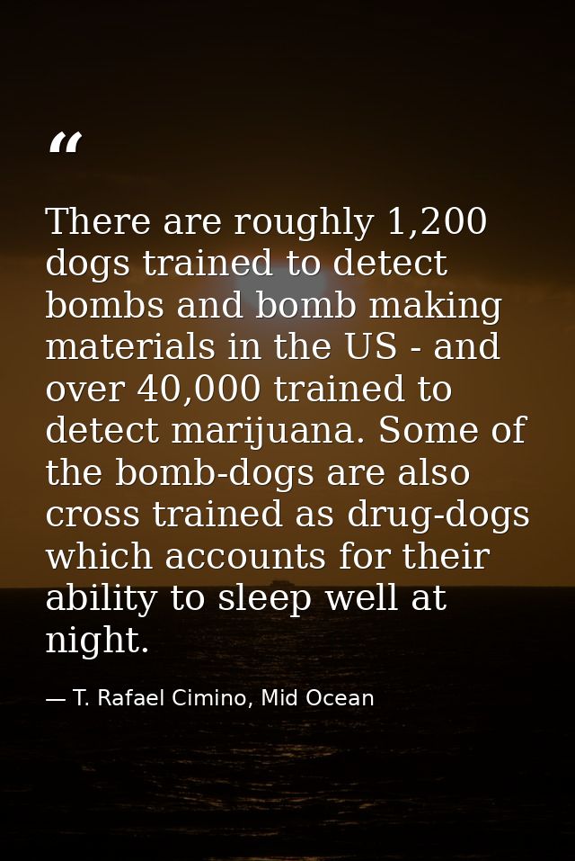 There are roughly 1,200 dogs trained to detect bombs and bomb making materials in the US - and over 40,000 trained to de — T. Rafael Cimino, Mid Ocean