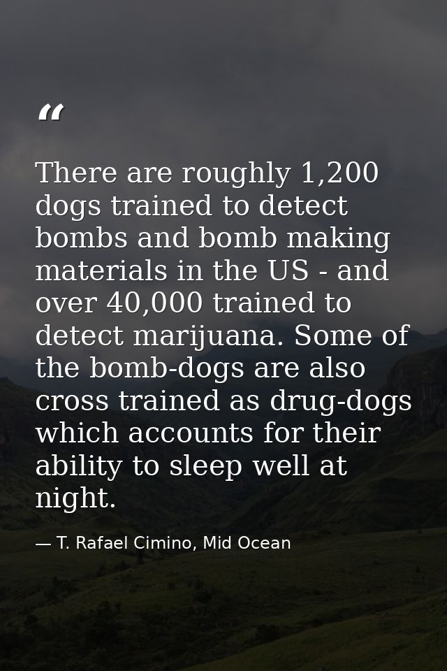 There are roughly 1,200 dogs trained to detect bombs and bomb making materials in the US - and over 40,000 trained to de — T. Rafael Cimino, Mid Ocean