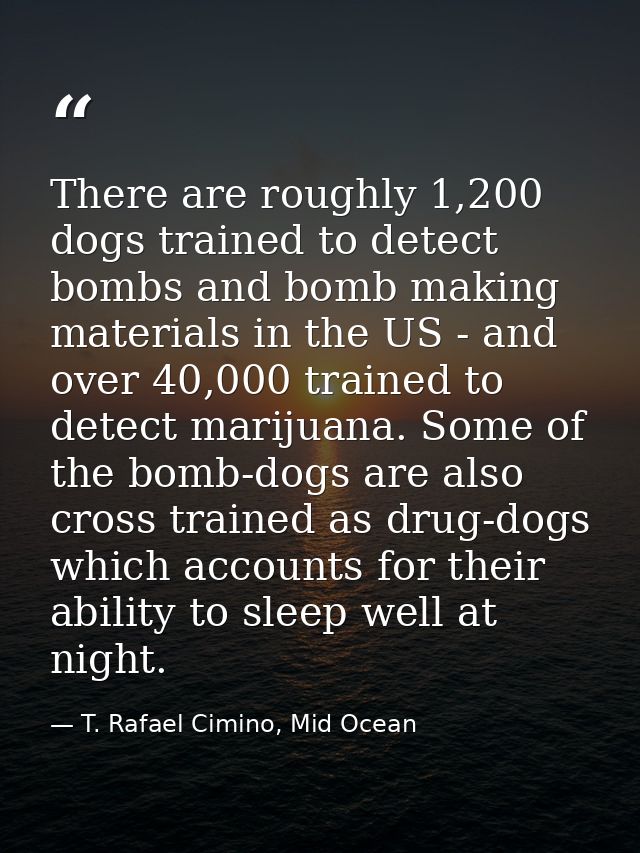 There are roughly 1,200 dogs trained to detect bombs and bomb making materials in the US - and over 40,000 trained to de — T. Rafael Cimino, Mid Ocean