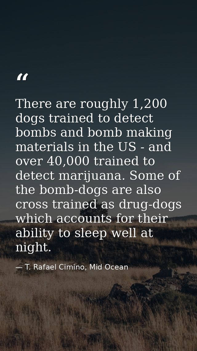 There are roughly 1,200 dogs trained to detect bombs and bomb making materials in the US - and over 40,000 trained to de — T. Rafael Cimino, Mid Ocean