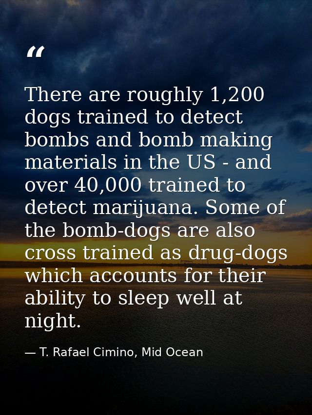 There are roughly 1,200 dogs trained to detect bombs and bomb making materials in the US - and over 40,000 trained to de — T. Rafael Cimino, Mid Ocean
