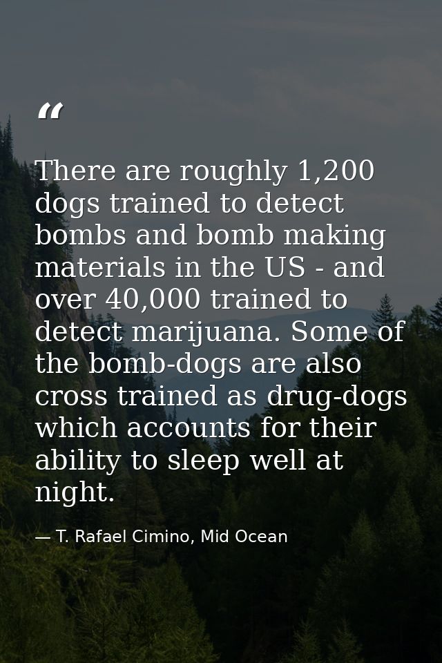 There are roughly 1,200 dogs trained to detect bombs and bomb making materials in the US - and over 40,000 trained to de — T. Rafael Cimino, Mid Ocean