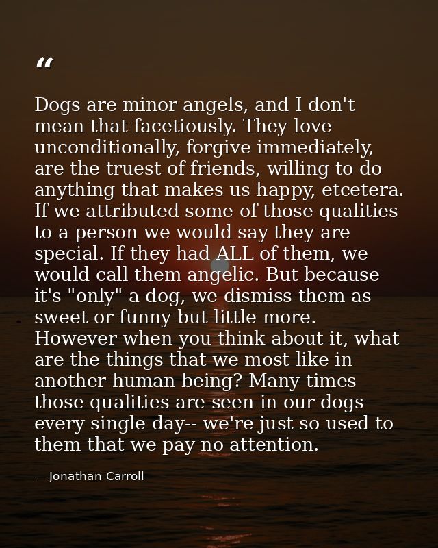 Dogs are minor angels, and I don't mean that facetiously. They love unconditionally, forgive immediately, are the truest — Jonathan Carroll