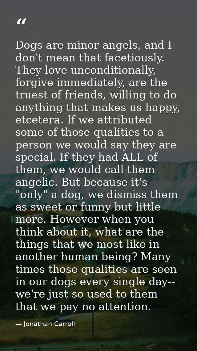 Dogs are minor angels, and I don't mean that facetiously. They love unconditionally, forgive immediately, are the truest — Jonathan Carroll