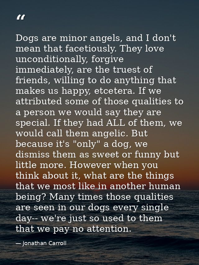 Dogs are minor angels, and I don't mean that facetiously. They love unconditionally, forgive immediately, are the truest — Jonathan Carroll