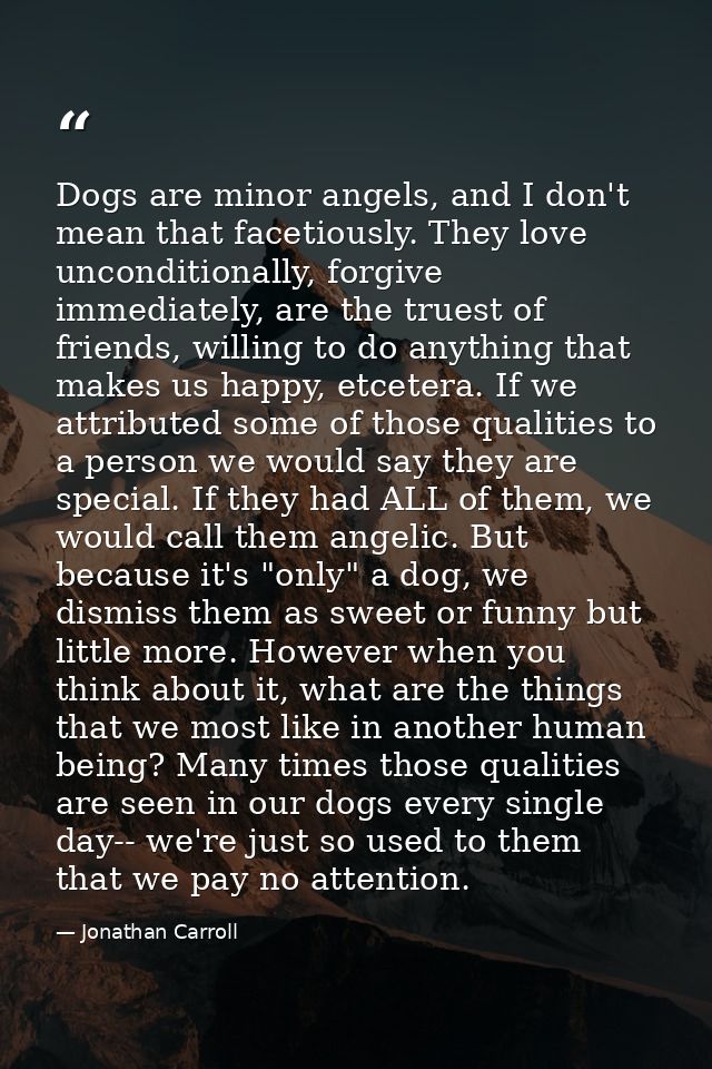 Dogs are minor angels, and I don't mean that facetiously. They love unconditionally, forgive immediately, are the truest — Jonathan Carroll