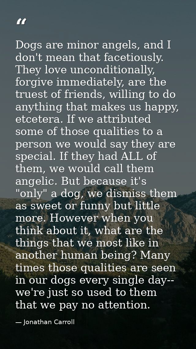 Dogs are minor angels, and I don't mean that facetiously. They love unconditionally, forgive immediately, are the truest — Jonathan Carroll