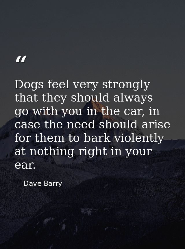 Dogs feel very strongly that they should always go with you in the car, in case the need should arise for them to bark v — Dave Barry