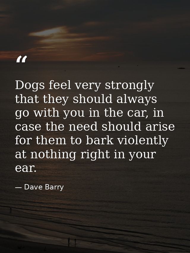 Dogs feel very strongly that they should always go with you in the car, in case the need should arise for them to bark v — Dave Barry