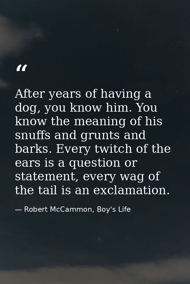 After years of having a dog, you know him. You know the meaning of his snuffs and grunts and barks. Every twitch of the  — Robert McCammon, Boy's Life