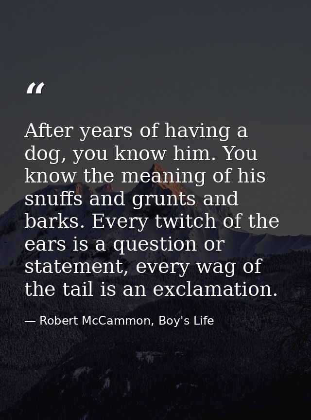 After years of having a dog, you know him. You know the meaning of his snuffs and grunts and barks. Every twitch of the  — Robert McCammon, Boy's Life