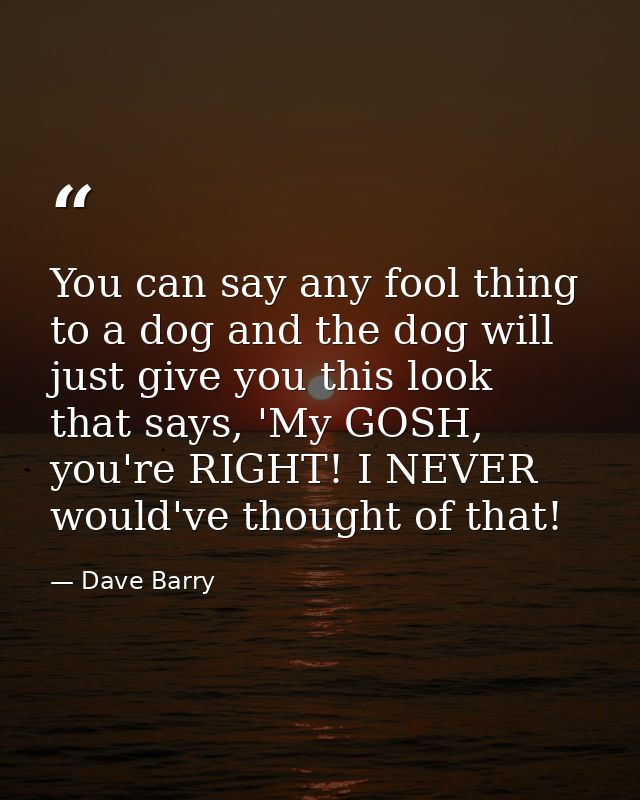 You can say any fool thing to a dog and the dog will just give you this look that says, 'My GOSH, you're RIGHT! I NEVER  — Dave Barry
