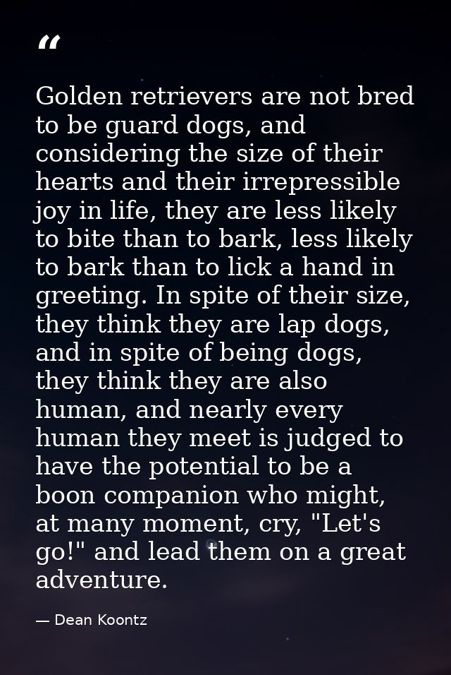 Golden retrievers are not bred to be guard dogs, and considering the size of their hearts and their irrepressible joy in — Dean Koontz
