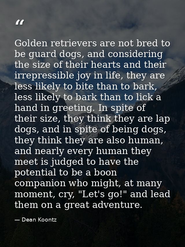 Golden retrievers are not bred to be guard dogs, and considering the size of their hearts and their irrepressible joy in — Dean Koontz