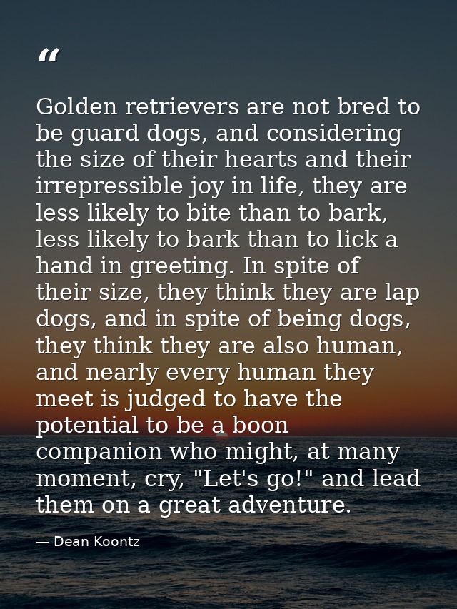 Golden retrievers are not bred to be guard dogs, and considering the size of their hearts and their irrepressible joy in — Dean Koontz