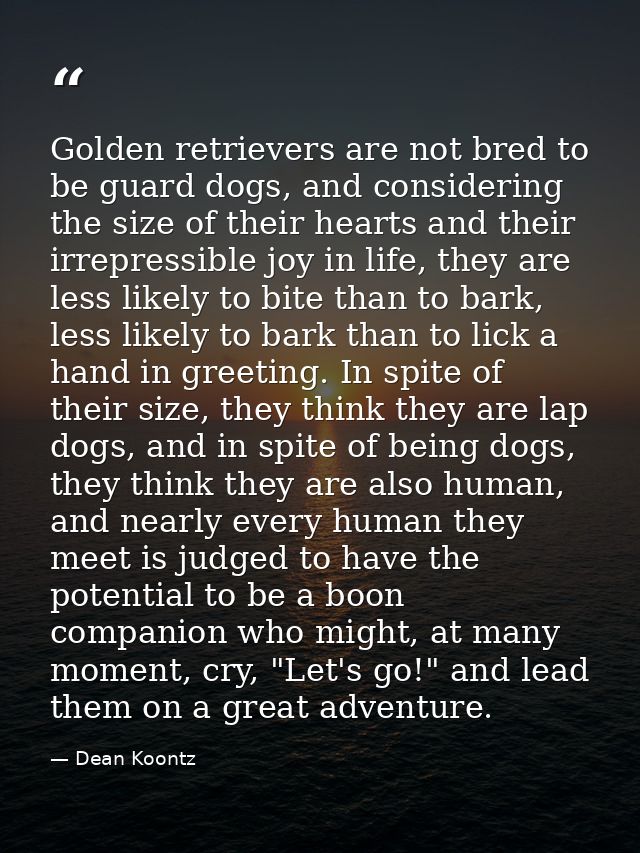 Golden retrievers are not bred to be guard dogs, and considering the size of their hearts and their irrepressible joy in — Dean Koontz