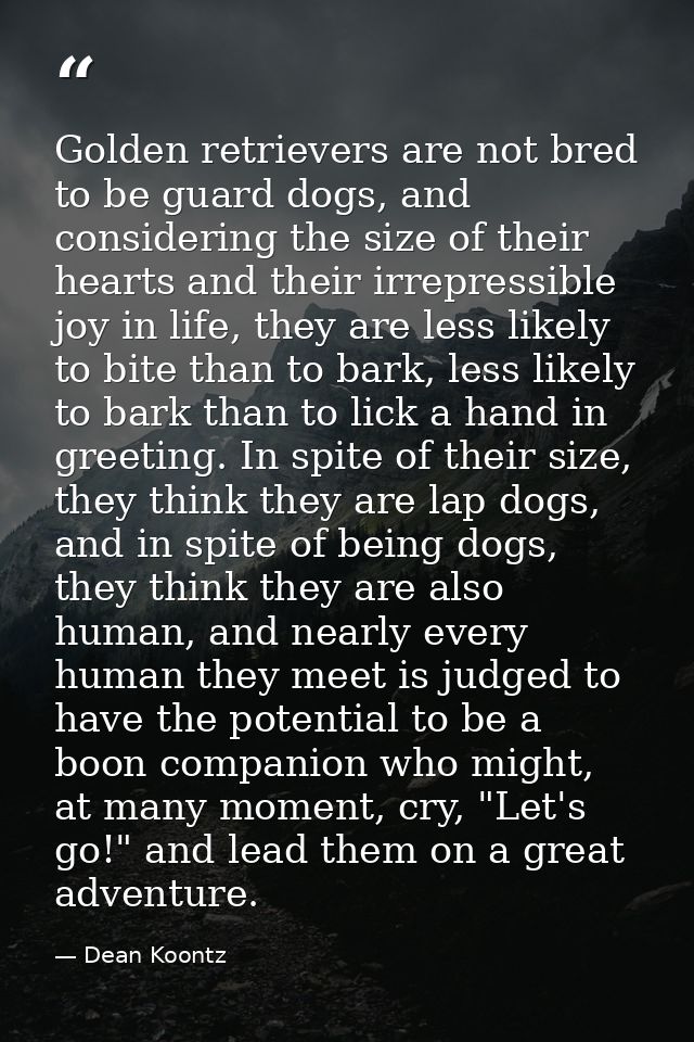 Golden retrievers are not bred to be guard dogs, and considering the size of their hearts and their irrepressible joy in — Dean Koontz