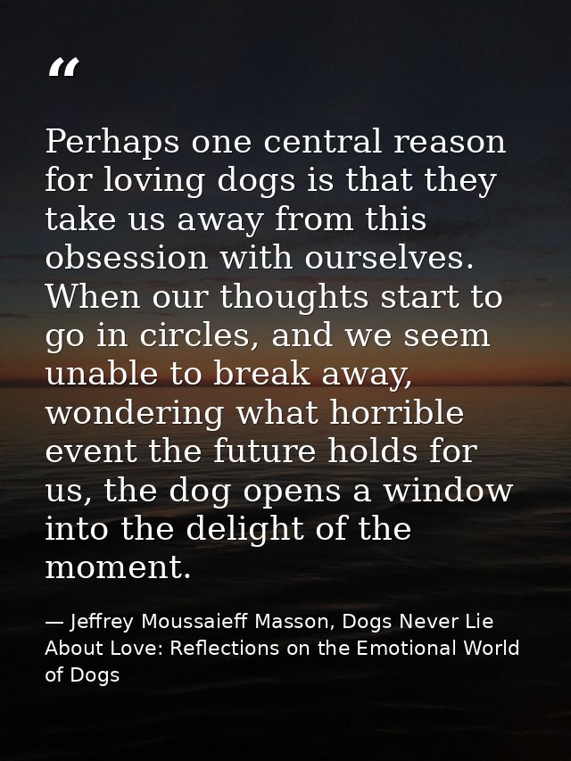 Perhaps one central reason for loving dogs is that they take us away from this obsession with ourselves. When our though — Jeffrey Moussaieff Masson, Dogs Never Lie About Love: Reflections on the Emotional World of Dogs