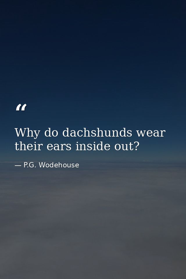 Why do dachshunds wear their ears inside out? — P.G. Wodehouse