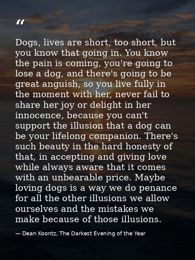 Dogs, lives are short, too short, but you know that going in. You know the pain is coming, you're going to lose a dog, a — Dean Koontz, The Darkest Evening of the Year
