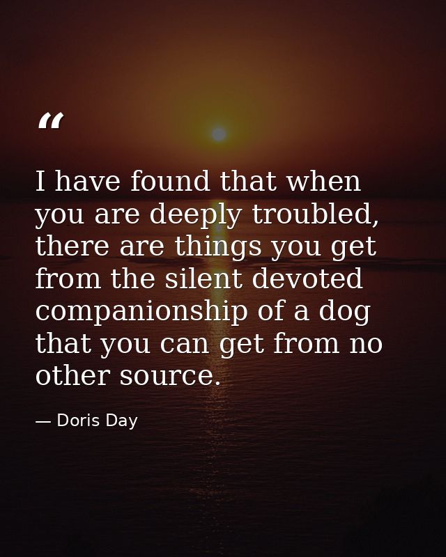 I have found that when you are deeply troubled, there are things you get from the silent devoted companionship of a dog  — Doris Day