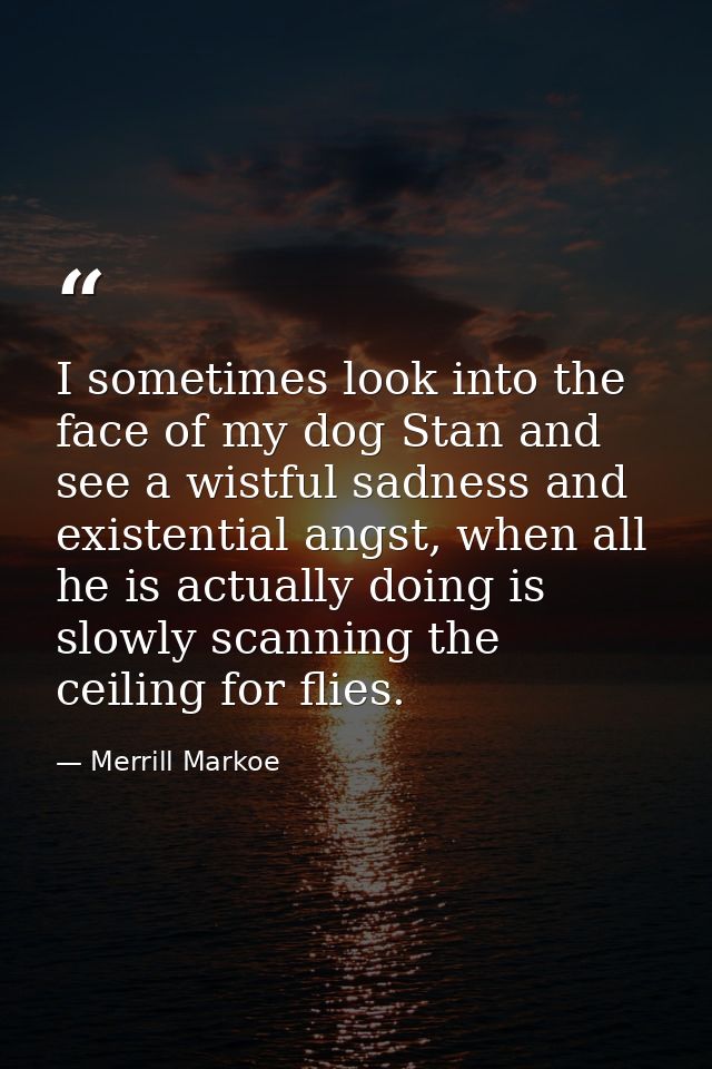 I sometimes look into the face of my dog Stan and see a wistful sadness and existential angst, when all he is actually d — Merrill Markoe