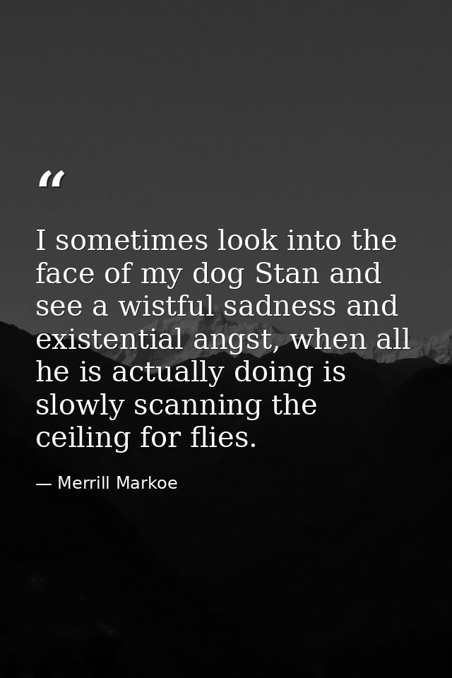 I sometimes look into the face of my dog Stan and see a wistful sadness and existential angst, when all he is actually d — Merrill Markoe