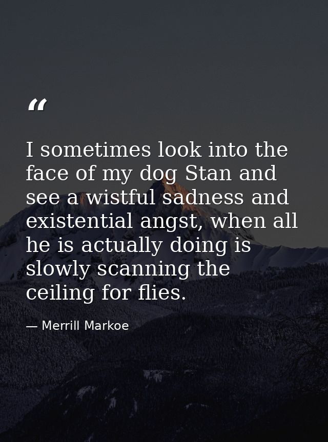 I sometimes look into the face of my dog Stan and see a wistful sadness and existential angst, when all he is actually d — Merrill Markoe