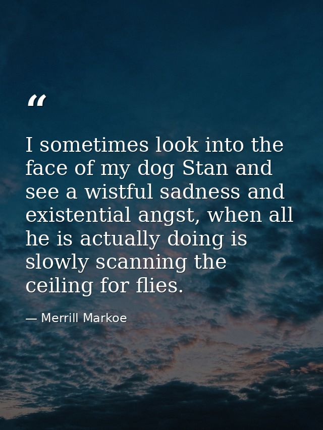 I sometimes look into the face of my dog Stan and see a wistful sadness and existential angst, when all he is actually d — Merrill Markoe