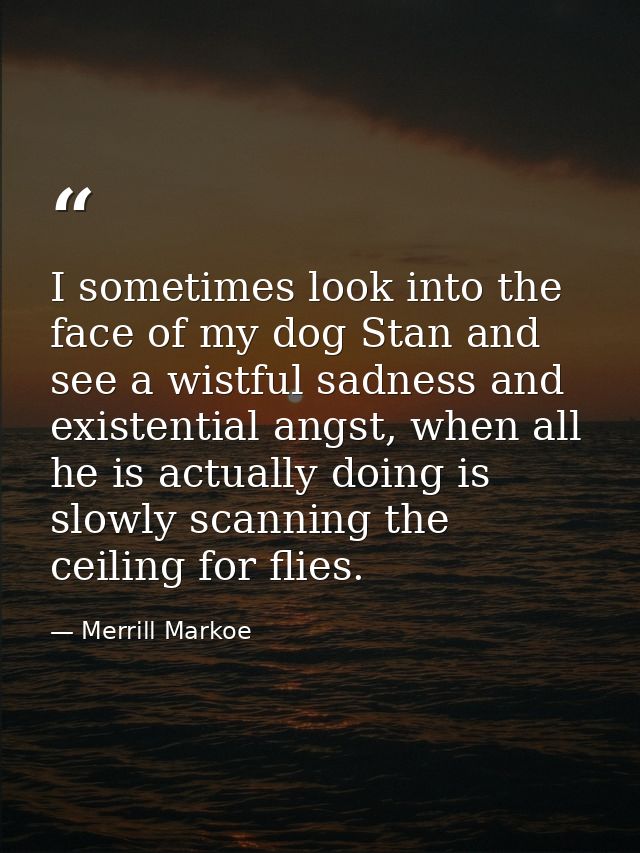 I sometimes look into the face of my dog Stan and see a wistful sadness and existential angst, when all he is actually d — Merrill Markoe