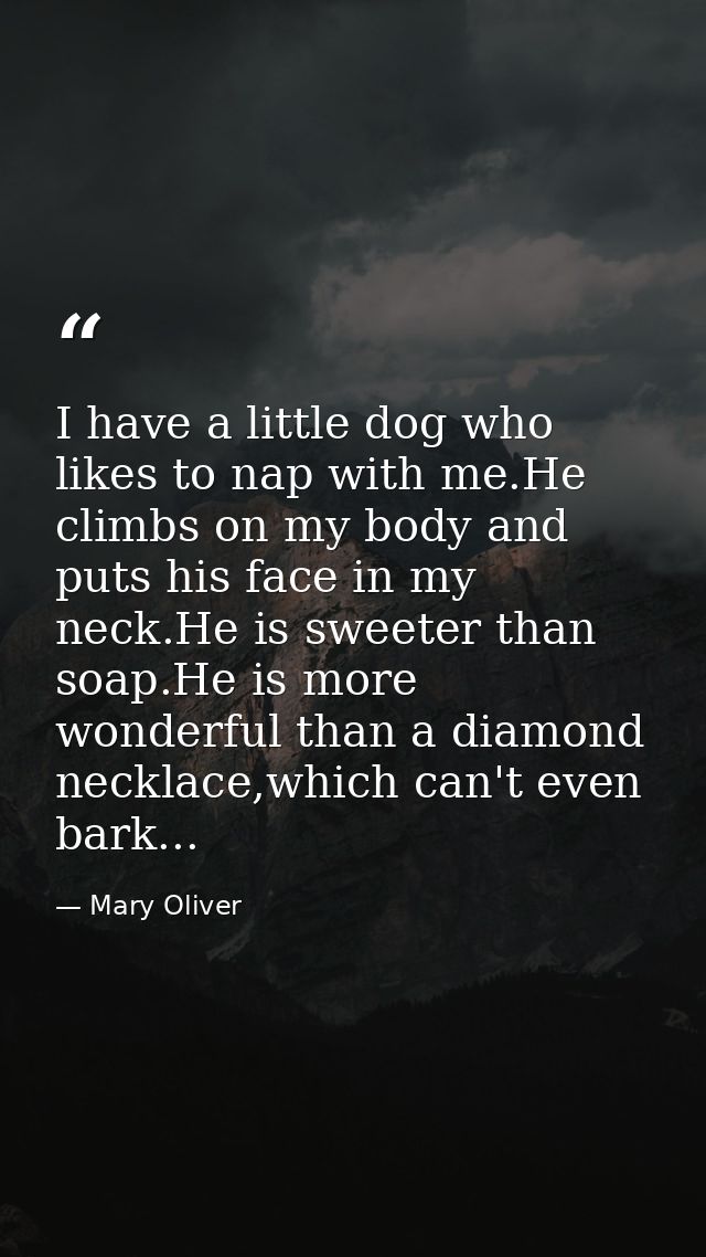 I have a little dog who likes to nap with me.He climbs on my body and puts his face in my neck.He is sweeter than soap.H — Mary Oliver