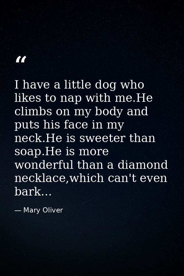 I have a little dog who likes to nap with me.He climbs on my body and puts his face in my neck.He is sweeter than soap.H — Mary Oliver