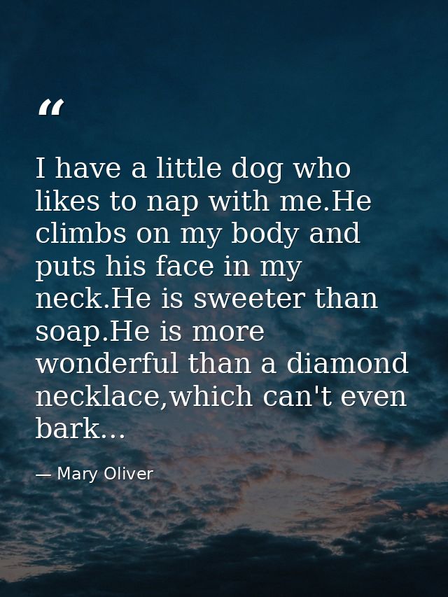 I have a little dog who likes to nap with me.He climbs on my body and puts his face in my neck.He is sweeter than soap.H — Mary Oliver
