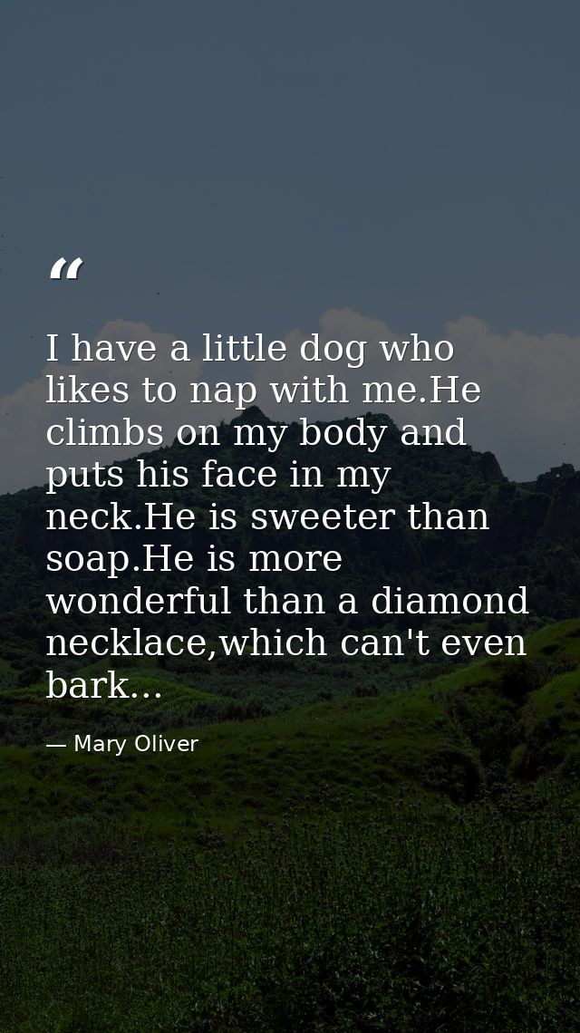 I have a little dog who likes to nap with me.He climbs on my body and puts his face in my neck.He is sweeter than soap.H — Mary Oliver